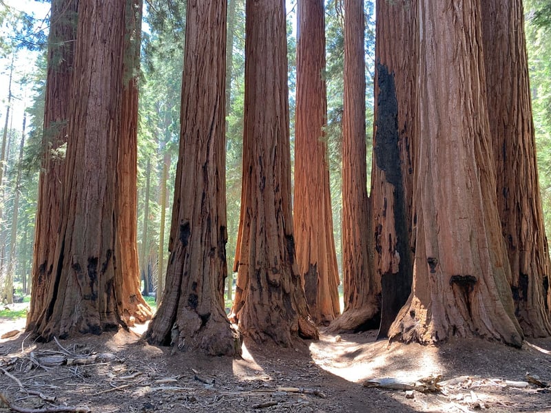 Redwood Forests